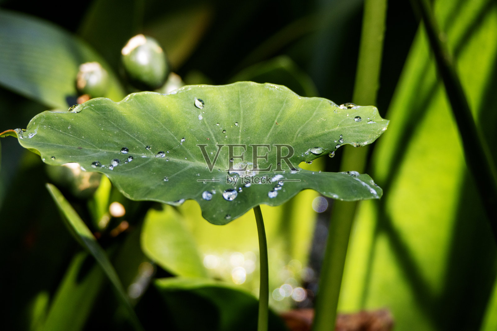 在明亮的阳光下,水滴在热带的绿叶上照片摄影图片