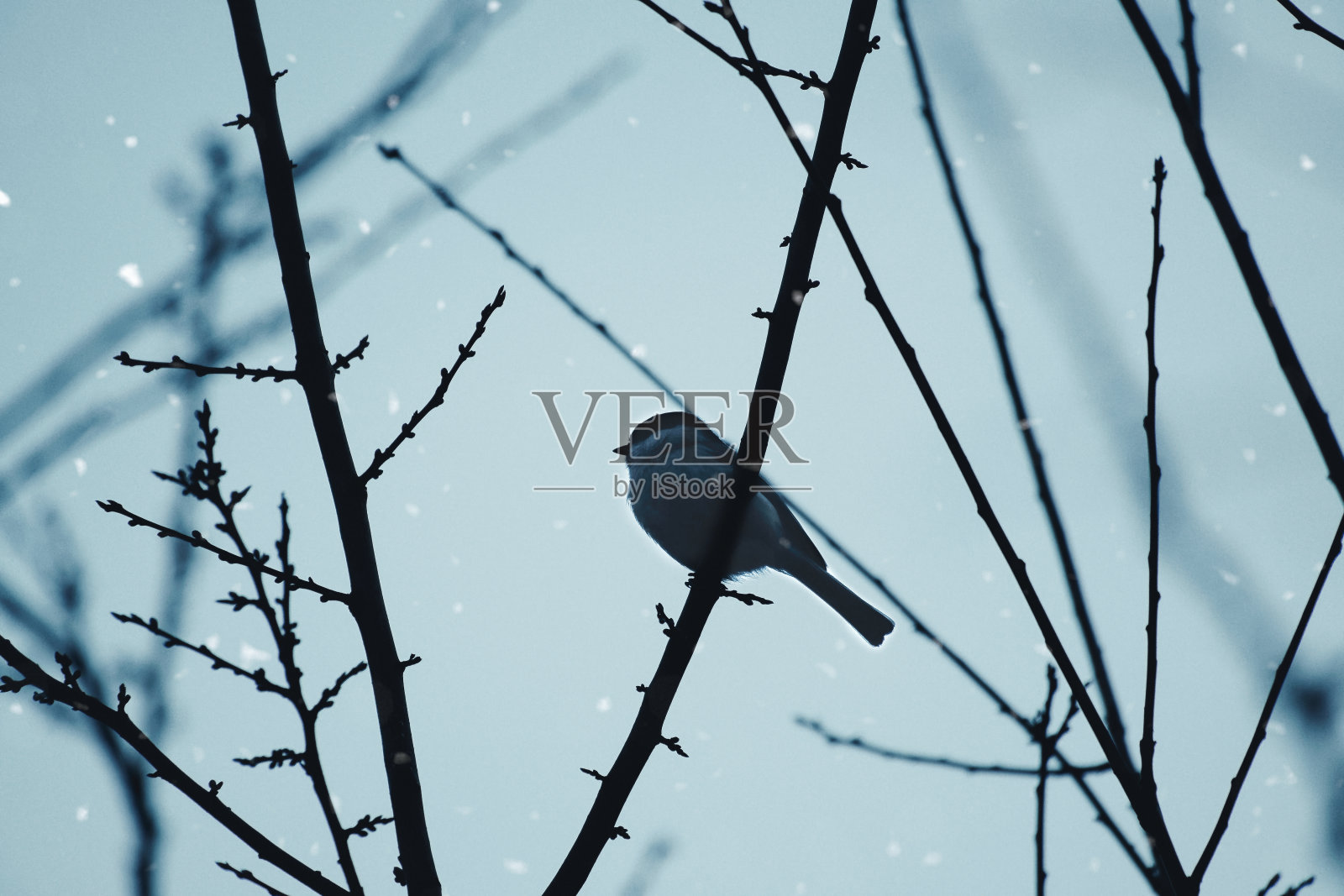 灌木树枝上的柳树。黑头白胸的鸟类照片摄影图片