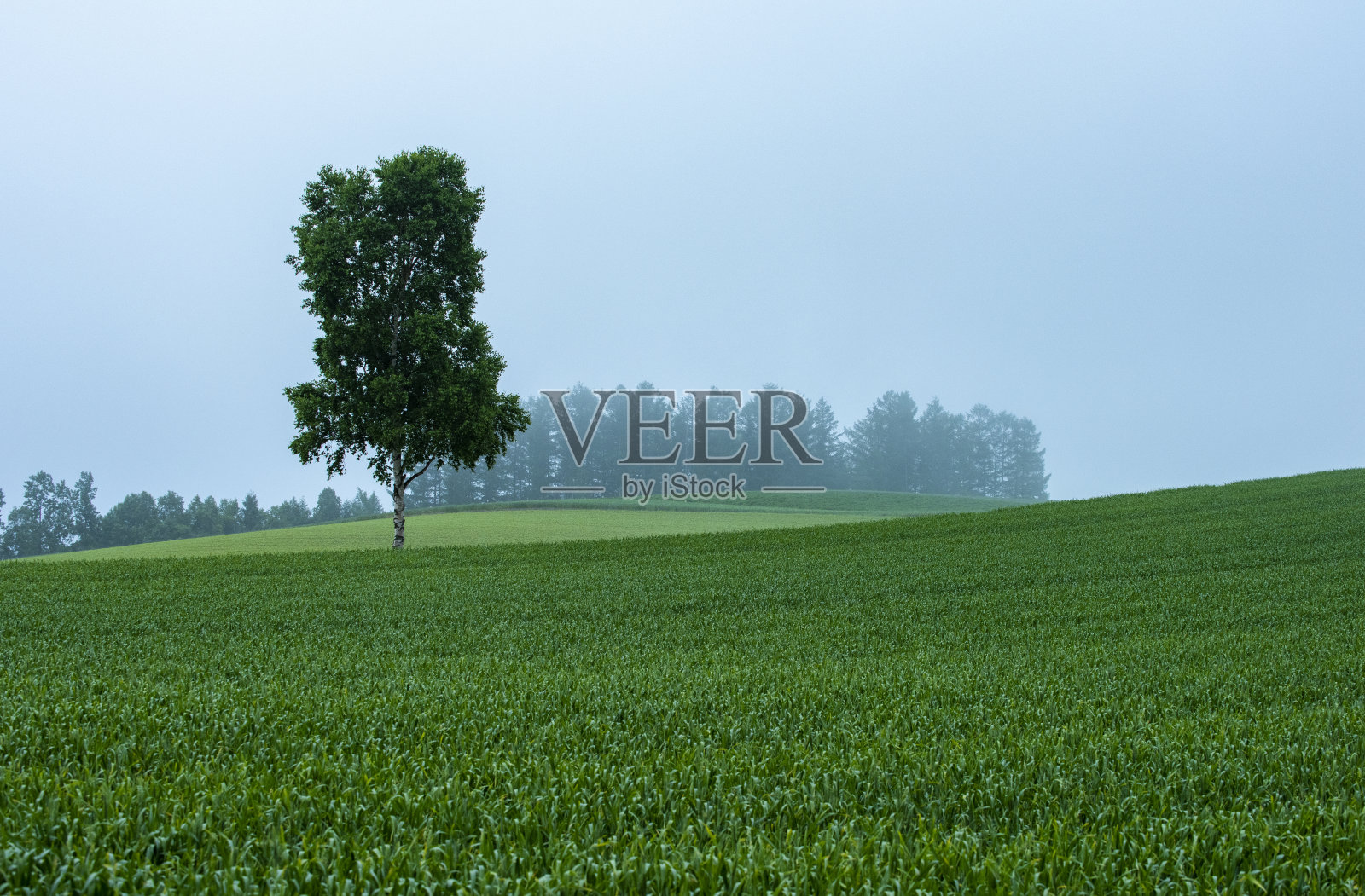 斜坡上的一棵树照片摄影图片