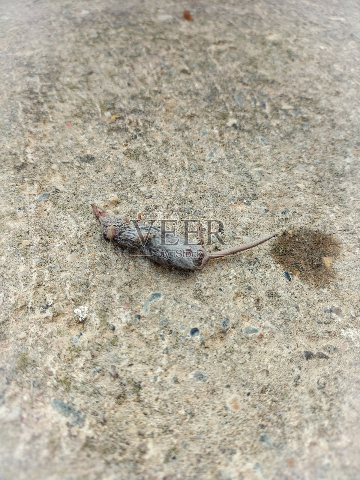 街上有只老鼠照片摄影图片