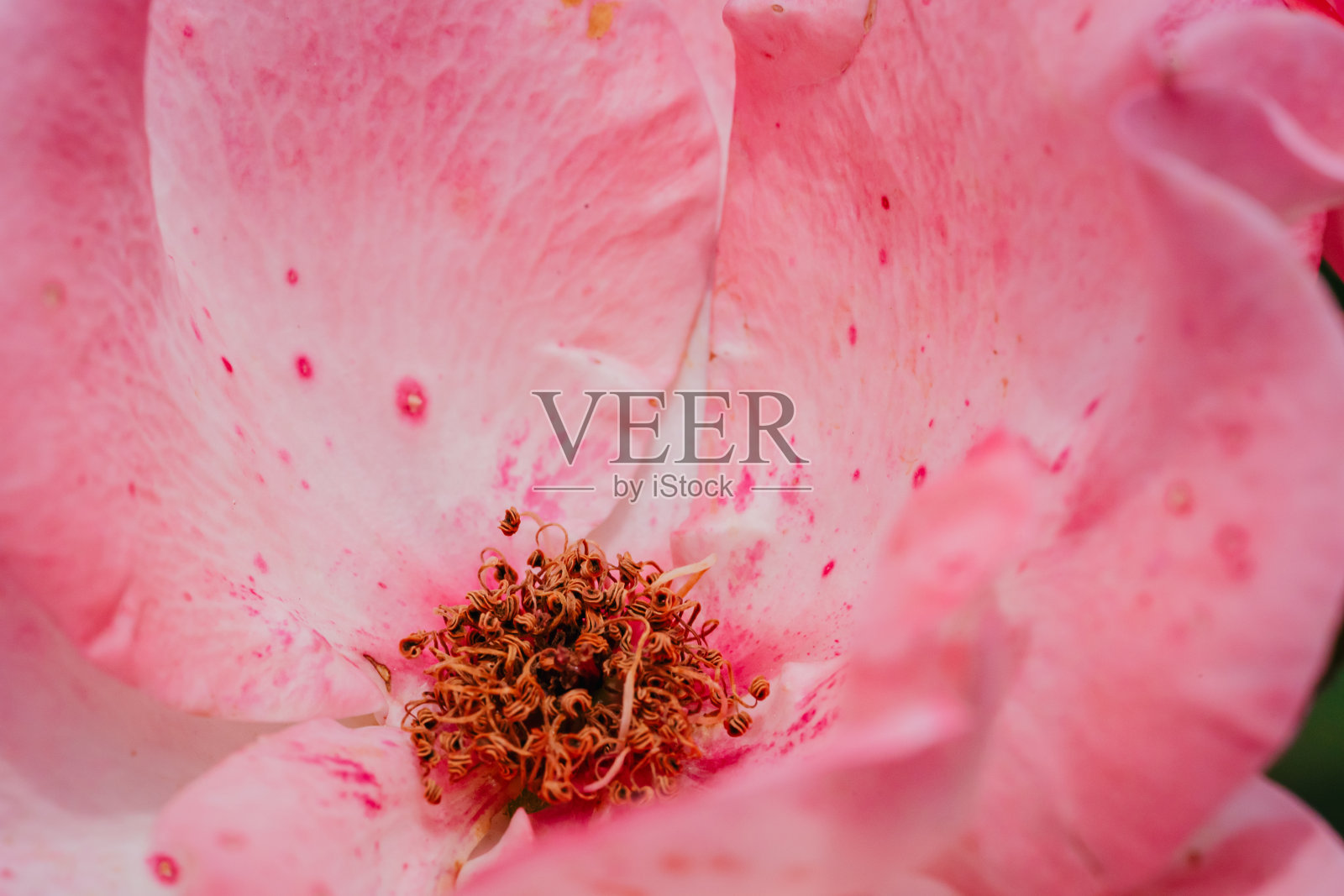 2024年5月,粉色玫瑰盛开照片摄影图片