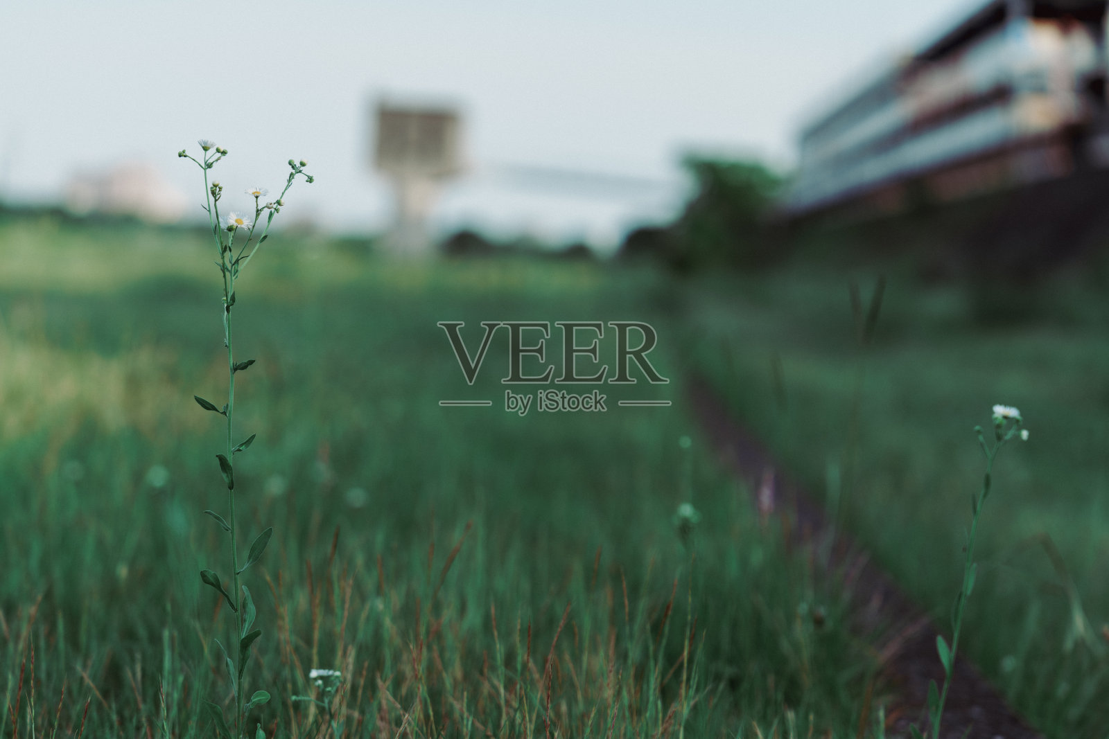 公园广场盛开的雏菊材料照片摄影图片