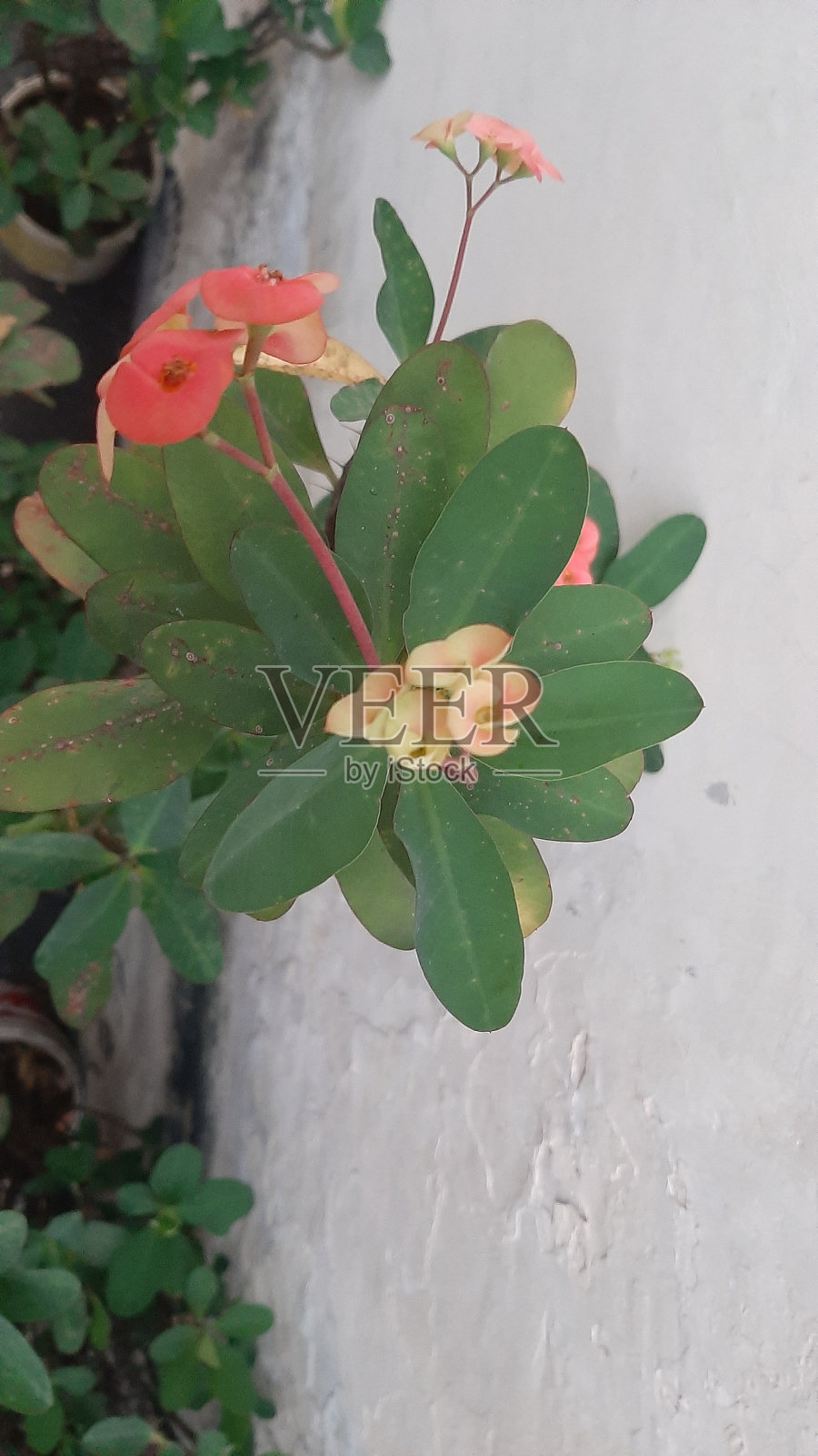 红色的花照片摄影图片