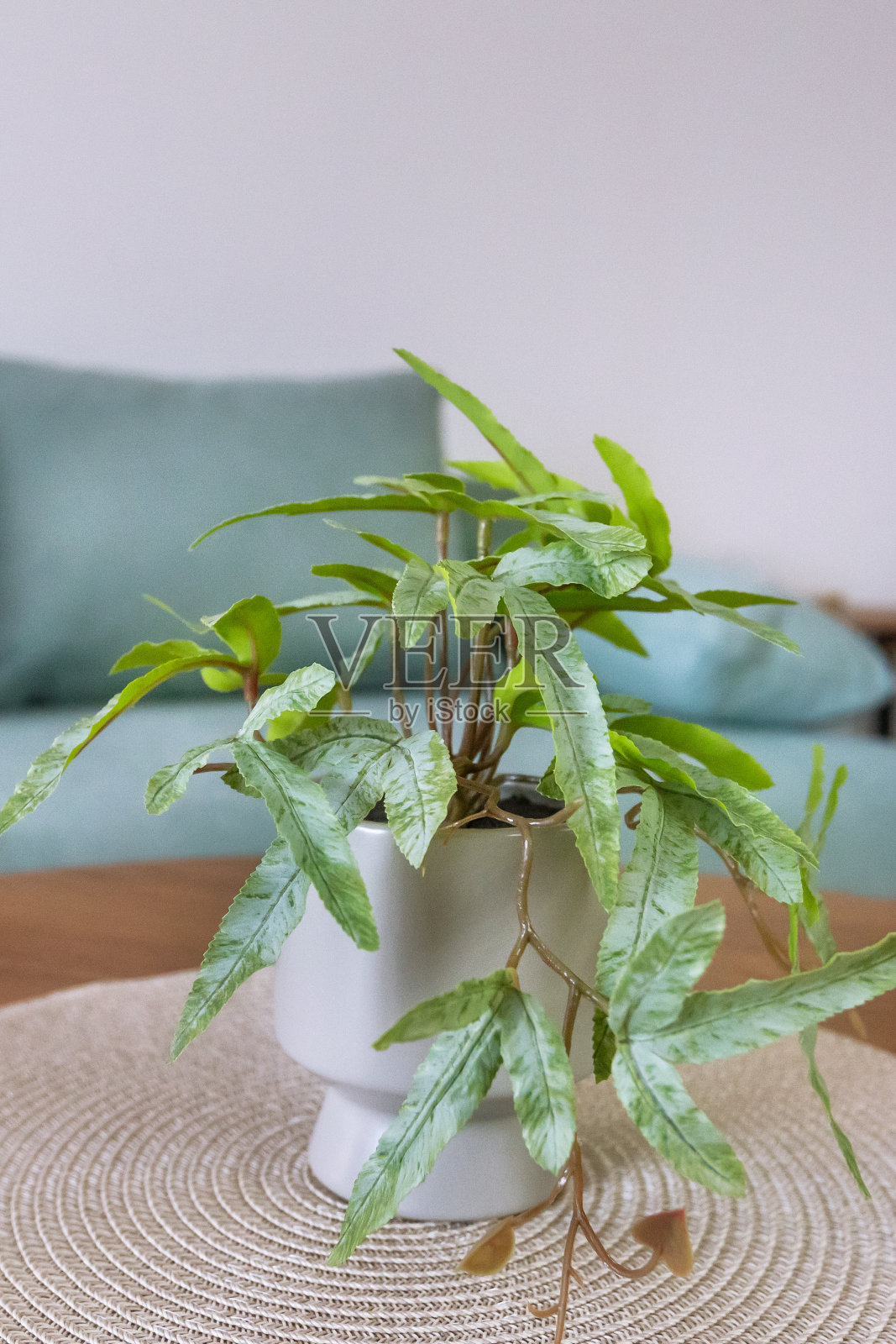 舒适的客厅角落与绿色植物照片摄影图片