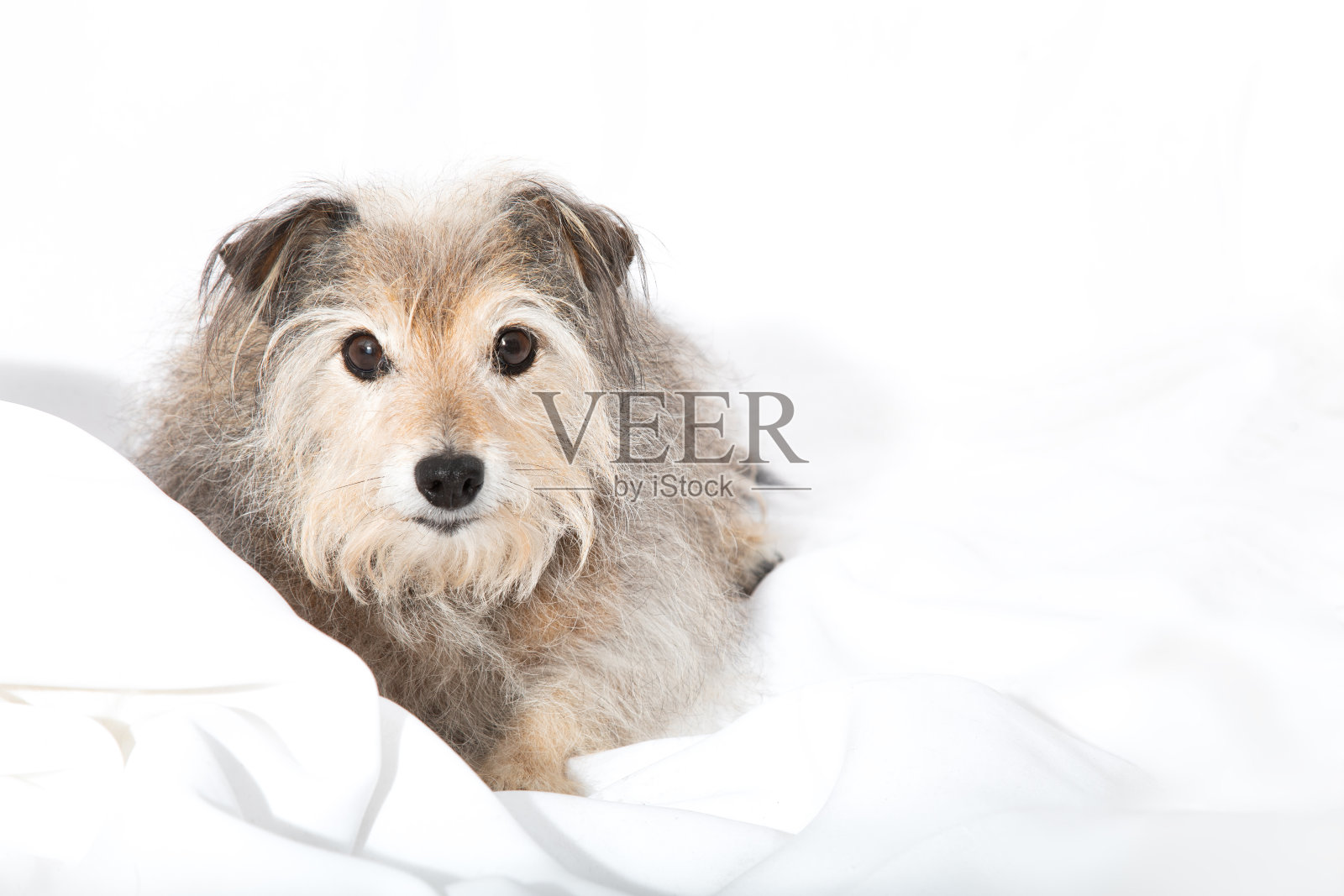 一个肮脏的混合品种梗在纯白色缎面背景。照片摄影图片