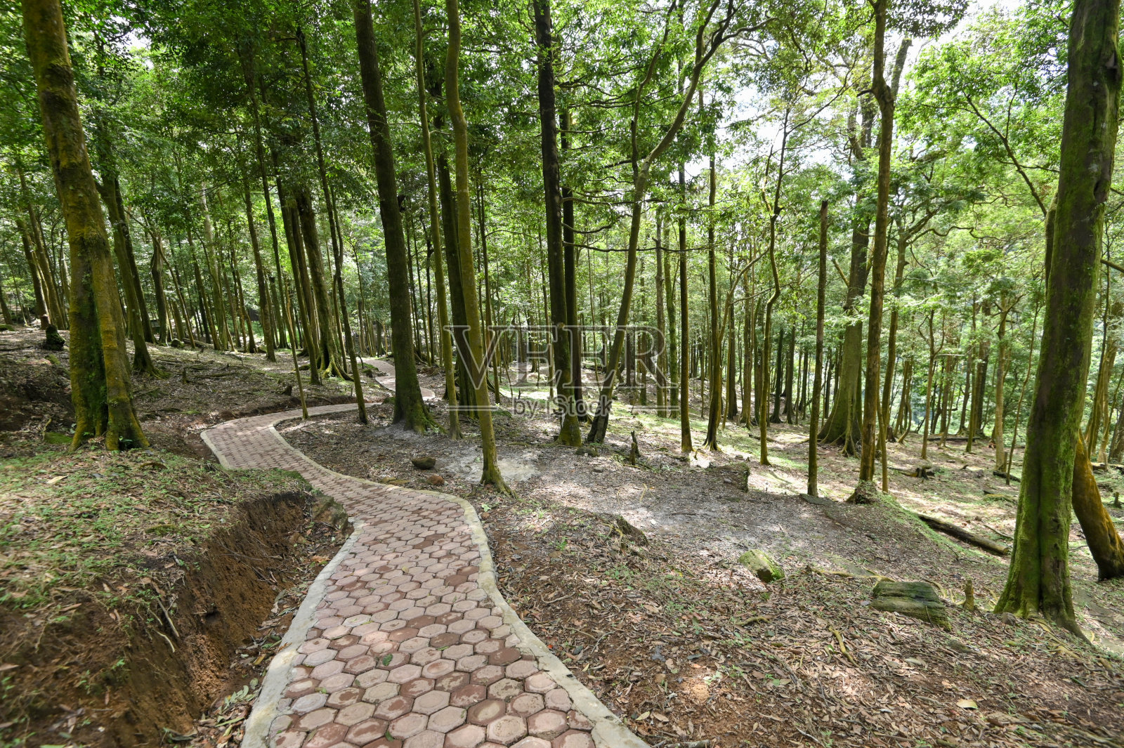 森林中蜿蜒的小路照片摄影图片