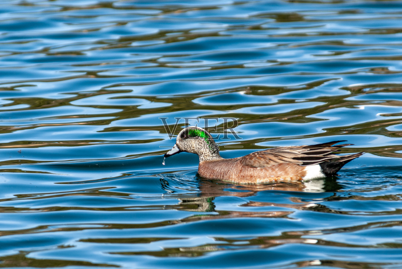 美国维京人在池塘里游泳照片摄影图片