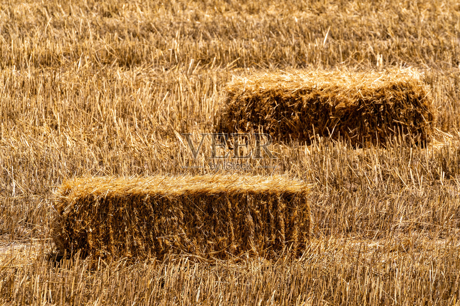 麦田收获:等待收集的干草照片摄影图片