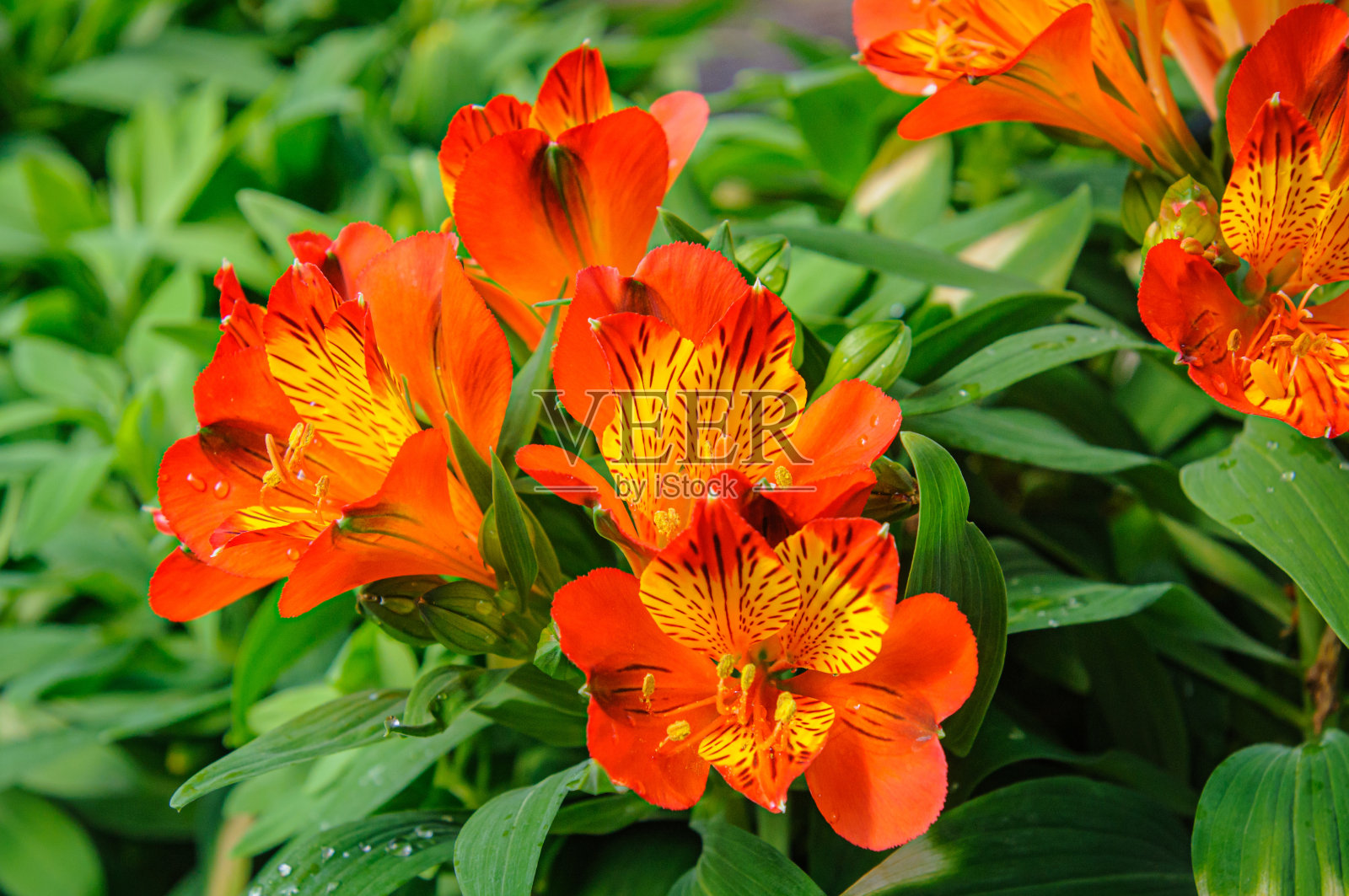 小苍兰的花照片摄影图片