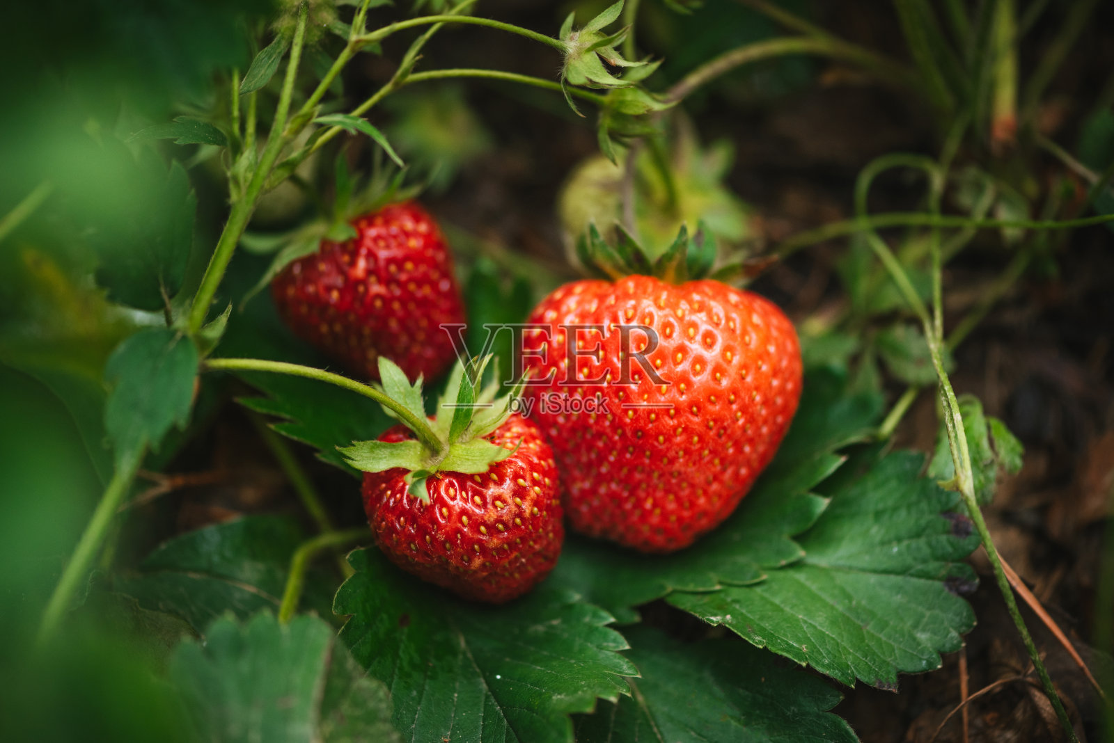 草莓特写照片。照片摄影图片