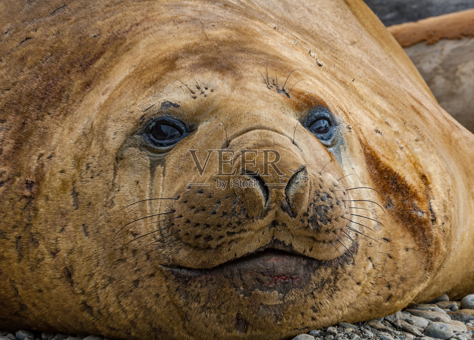 南大洋南奥克尼群岛加冕岛的瓦格湾上,南象海豹,miounga leonina。照片摄影图片