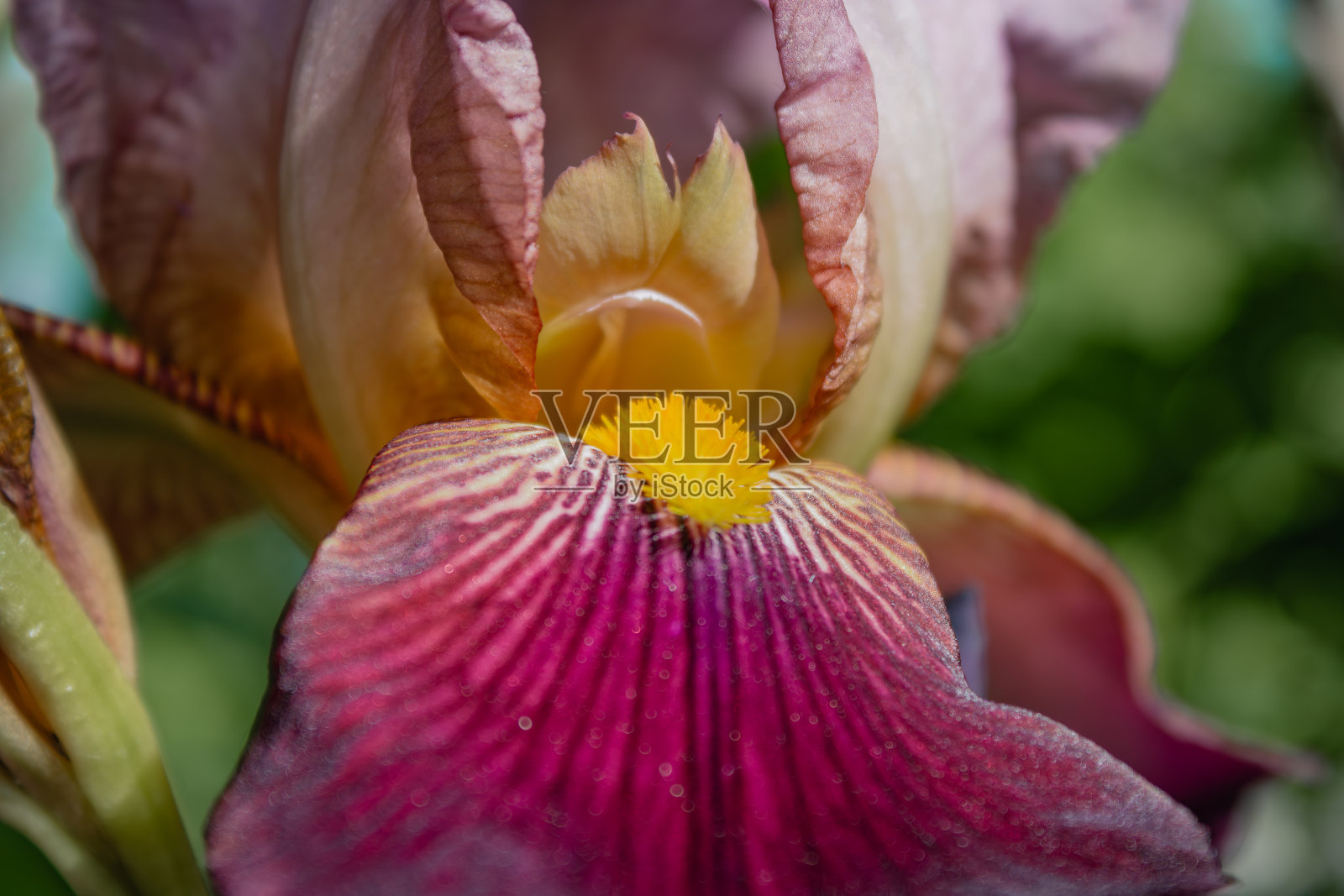粉红色鸢尾花的胡须特写,胡须鸢尾花照片摄影图片