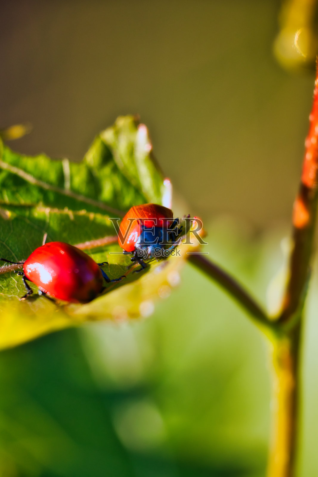 傍晚在Gräftiegelsperre与日落在图林根森林照片摄影图片