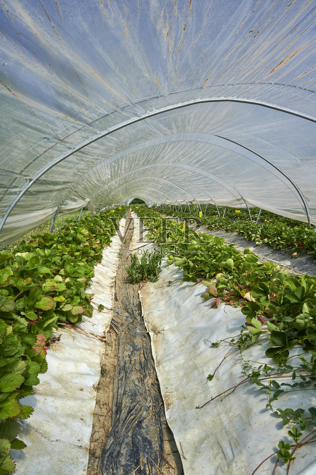 草莓照片摄影图片