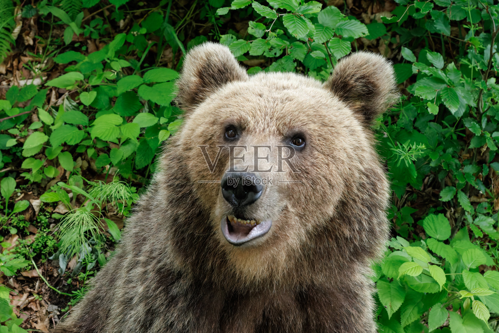 森林中的棕熊特写肖像照片摄影图片