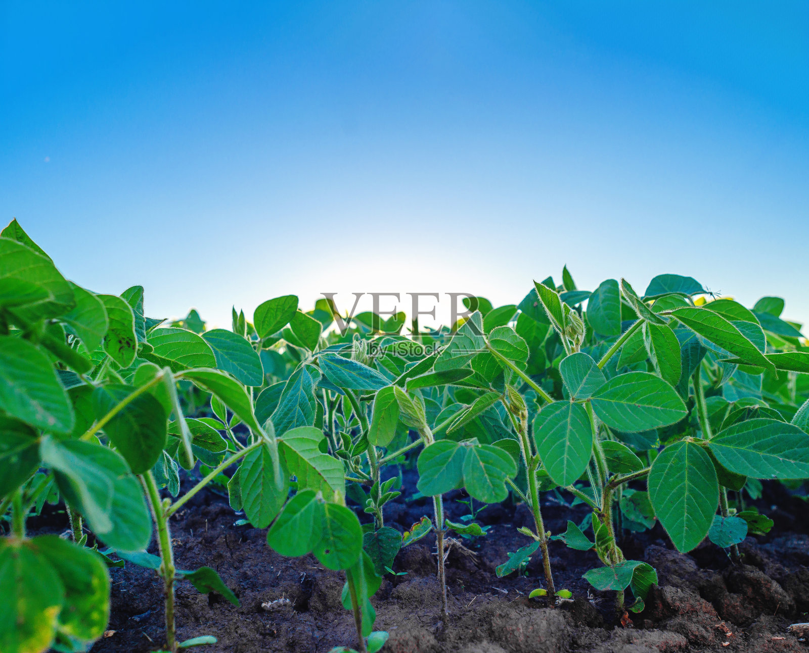 绿色的小大豆植株。豆芽生长在有机地里。夏季农业景观。照片摄影图片