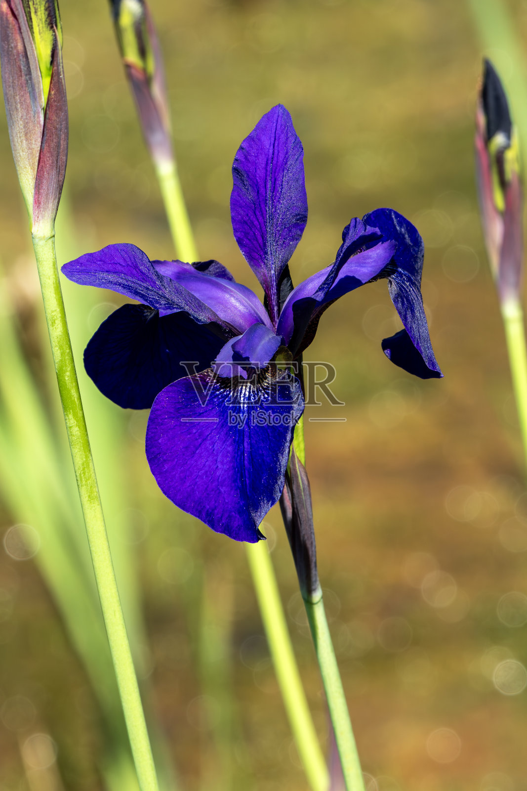 Iris sibirica《热带之夜》照片摄影图片