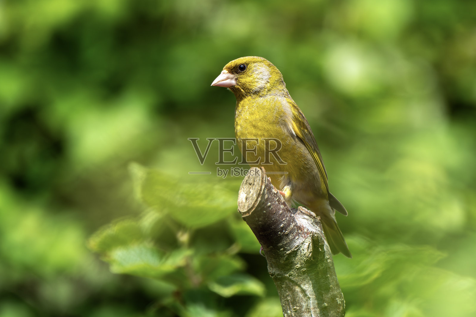 绿翅鸟照片摄影图片