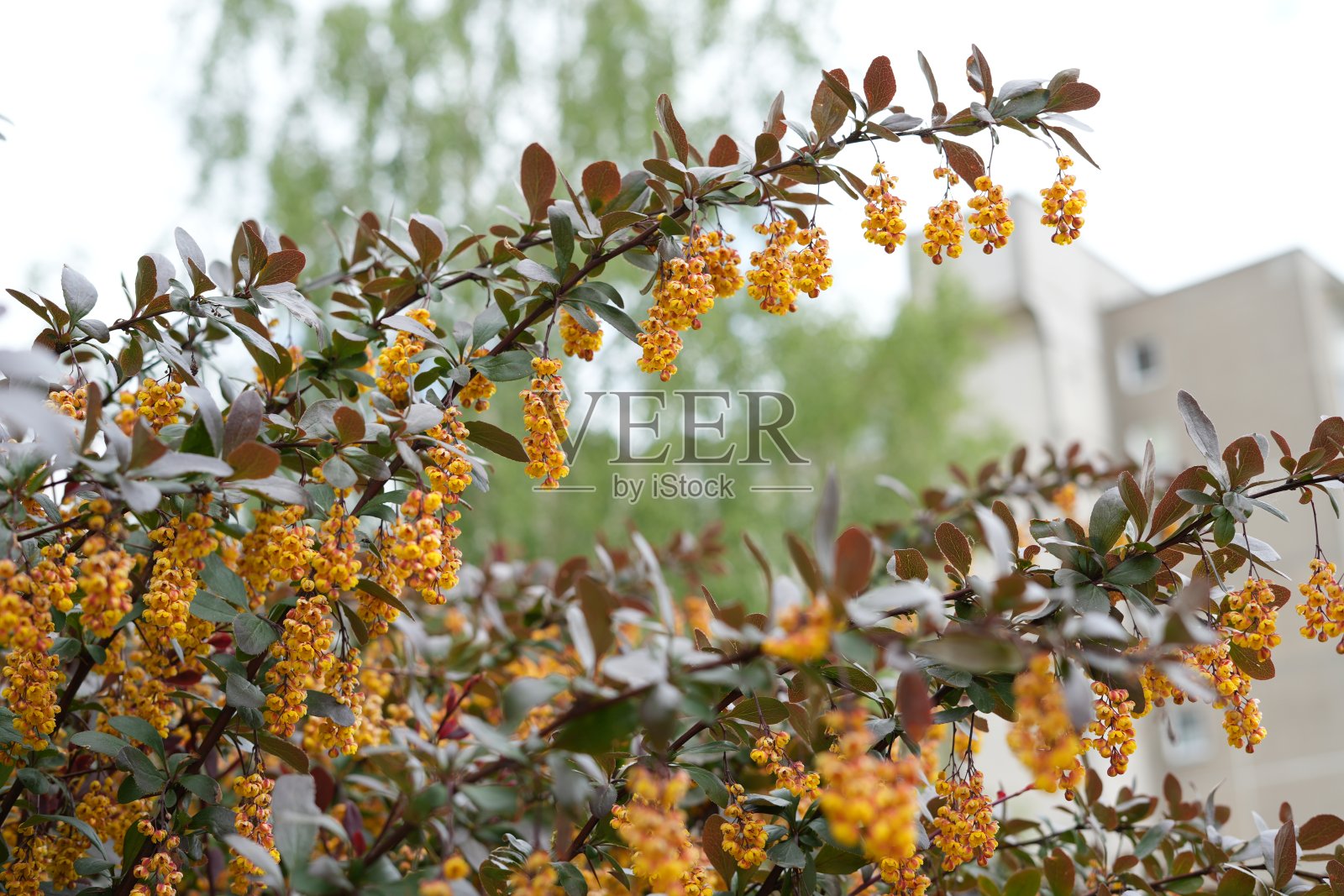 叶子,小檗,小檗,特写,自然,花园,季节,特写,植物,树,叶子,植物,花,黄色,灌木,束,树枝,开花,春天照片摄影图片