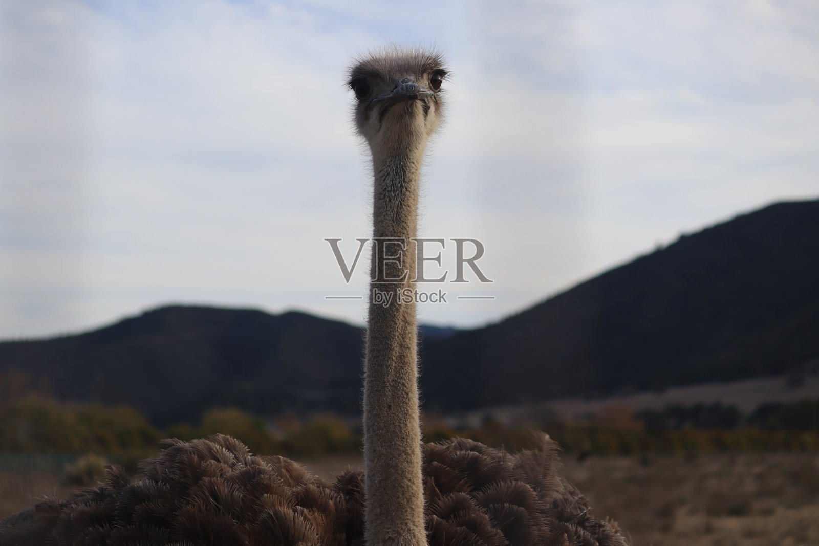 鸵鸟照片摄影图片