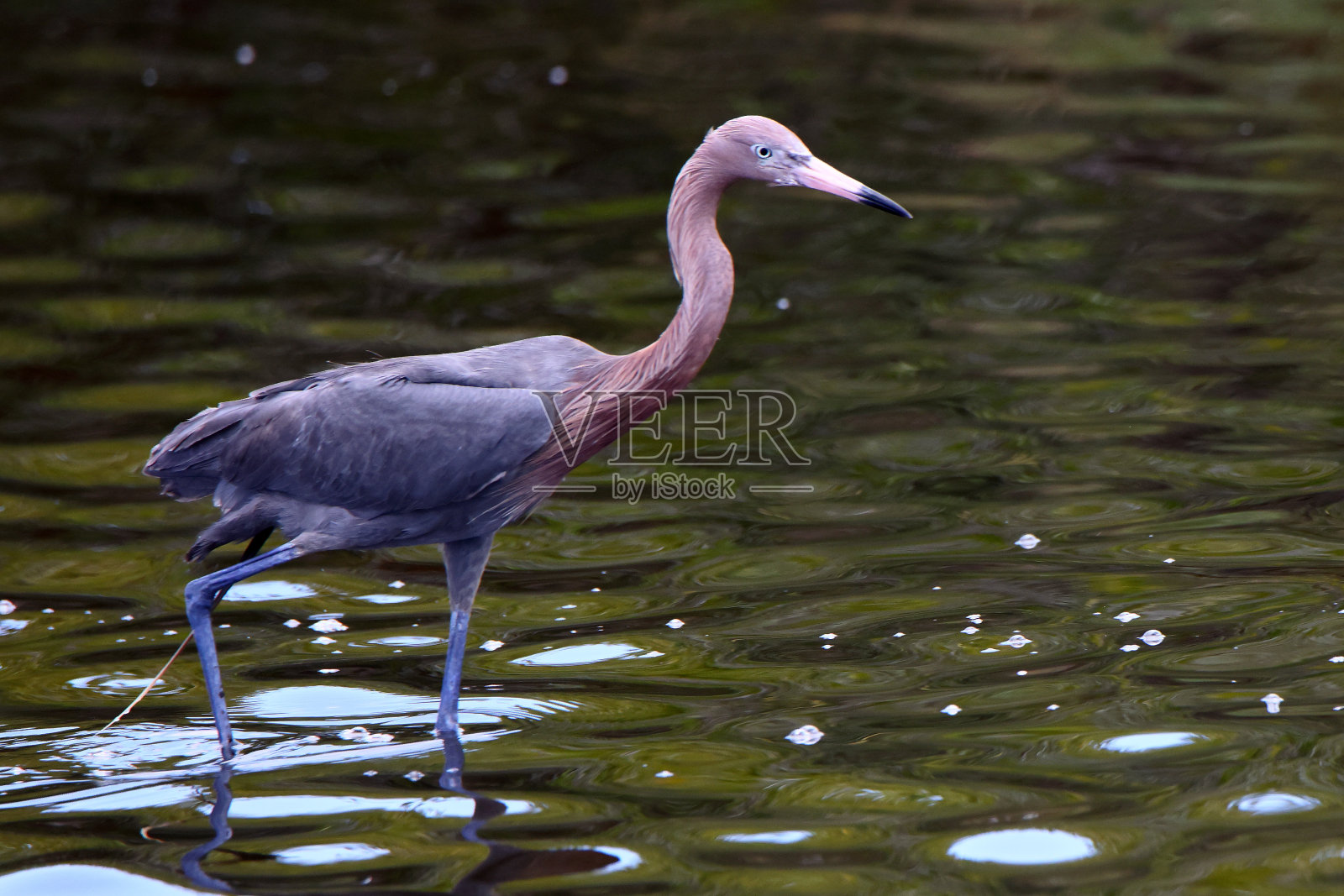 红色的白鹭在浅水中涉水照片摄影图片