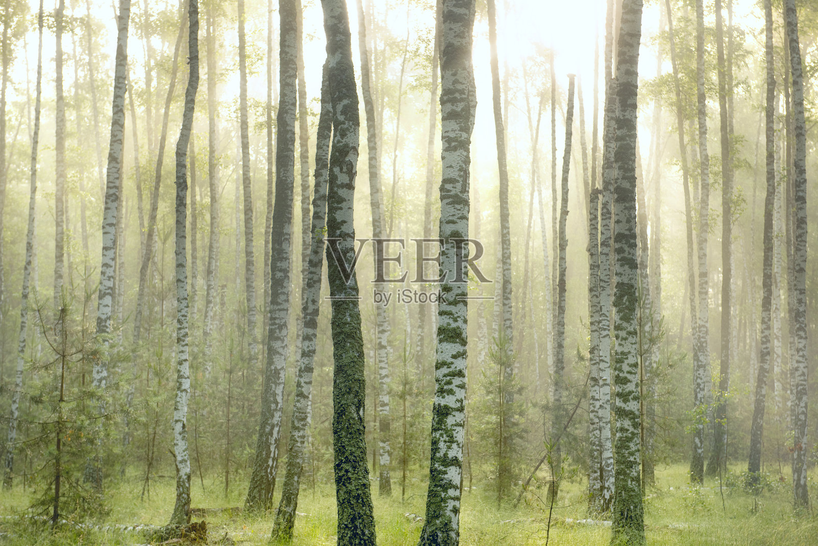 白桦林附近的马恩初夏的早晨照片摄影图片