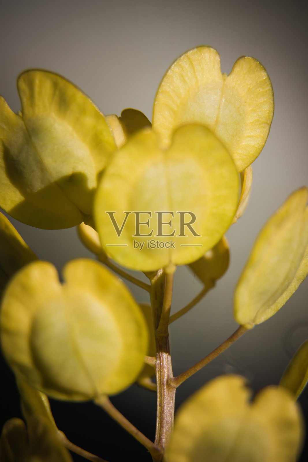 场pennycress照片摄影图片