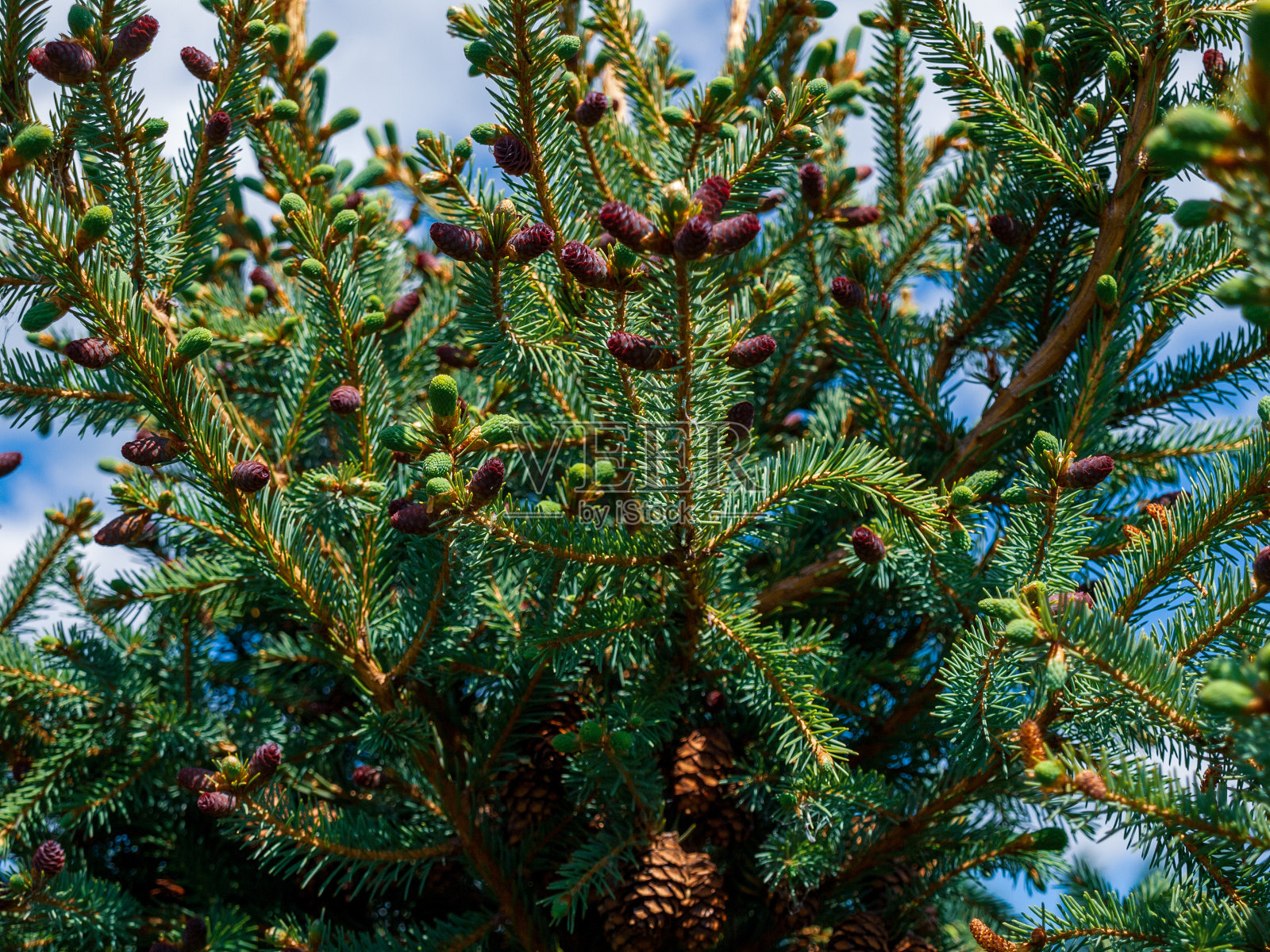 在云杉树枝上成熟的小球果,常绿植物的球果照片摄影图片