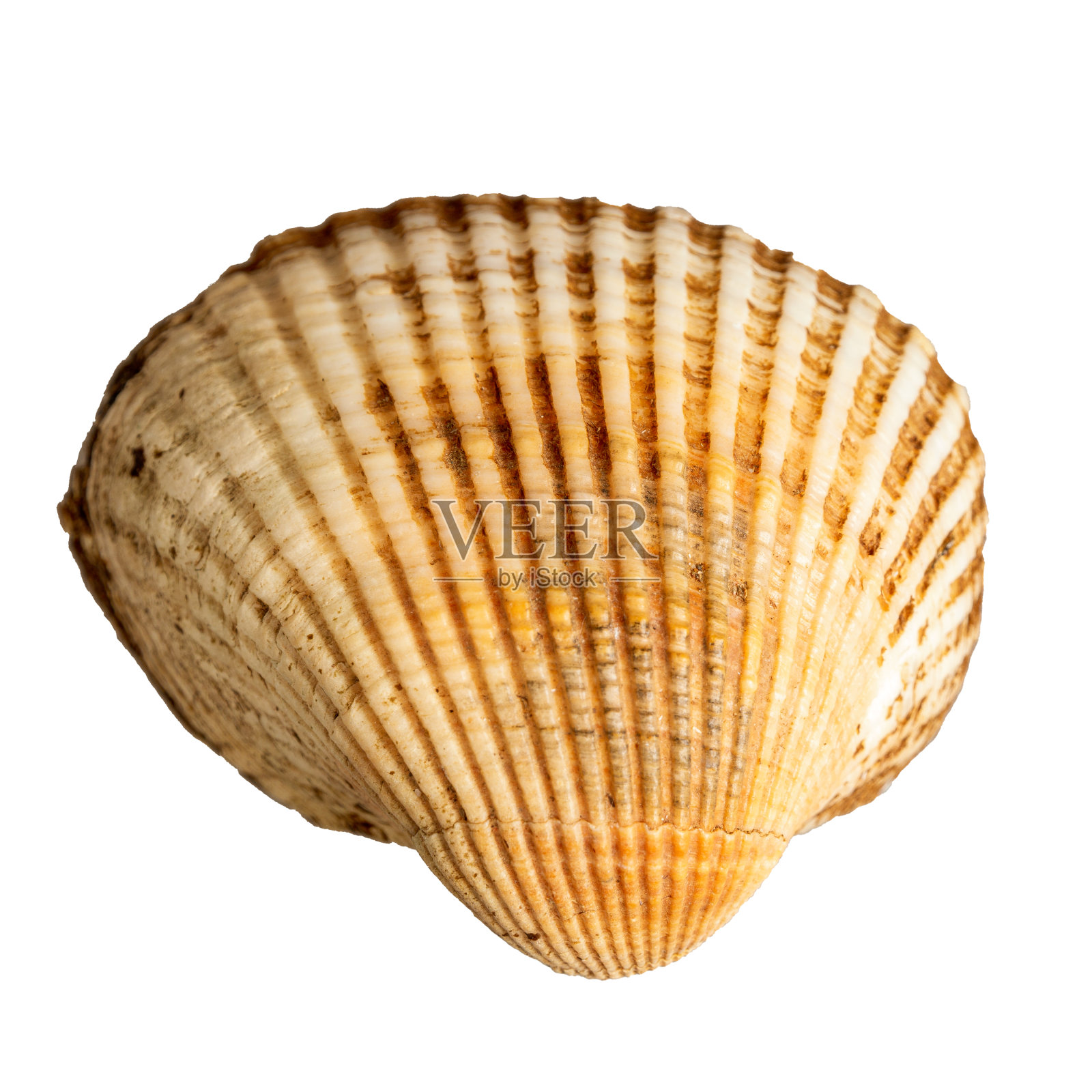 海洋贝壳是海洋主题的特写,孤立于白色之上照片摄影图片