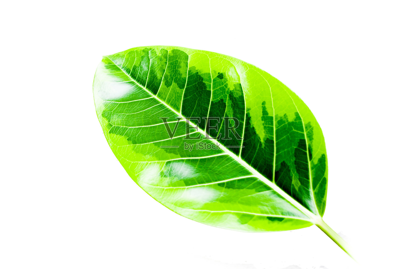 橡胶树叶子照片摄影图片