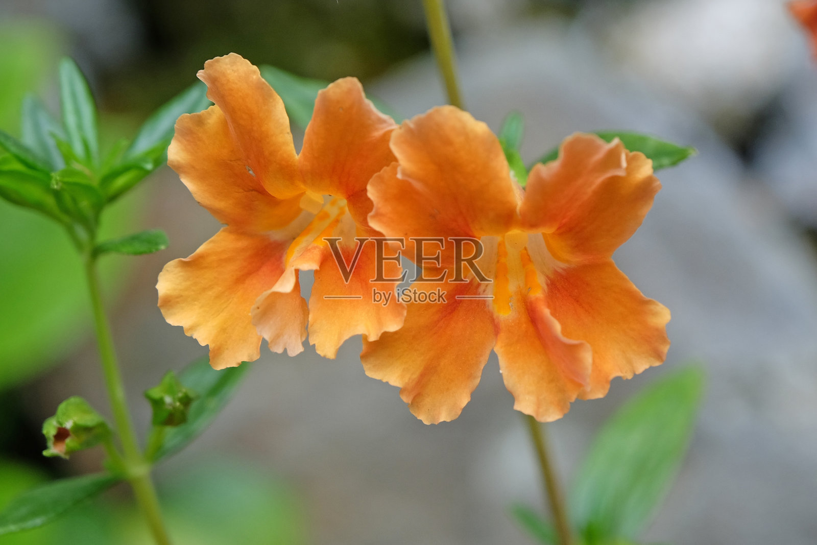 橙幻南瓜或南瓜猴花开花。照片摄影图片