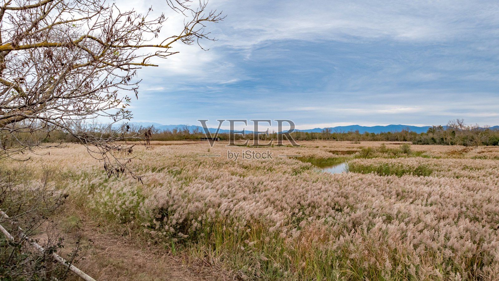 Aiguamolls de l' empordou自然公园照片摄影图片