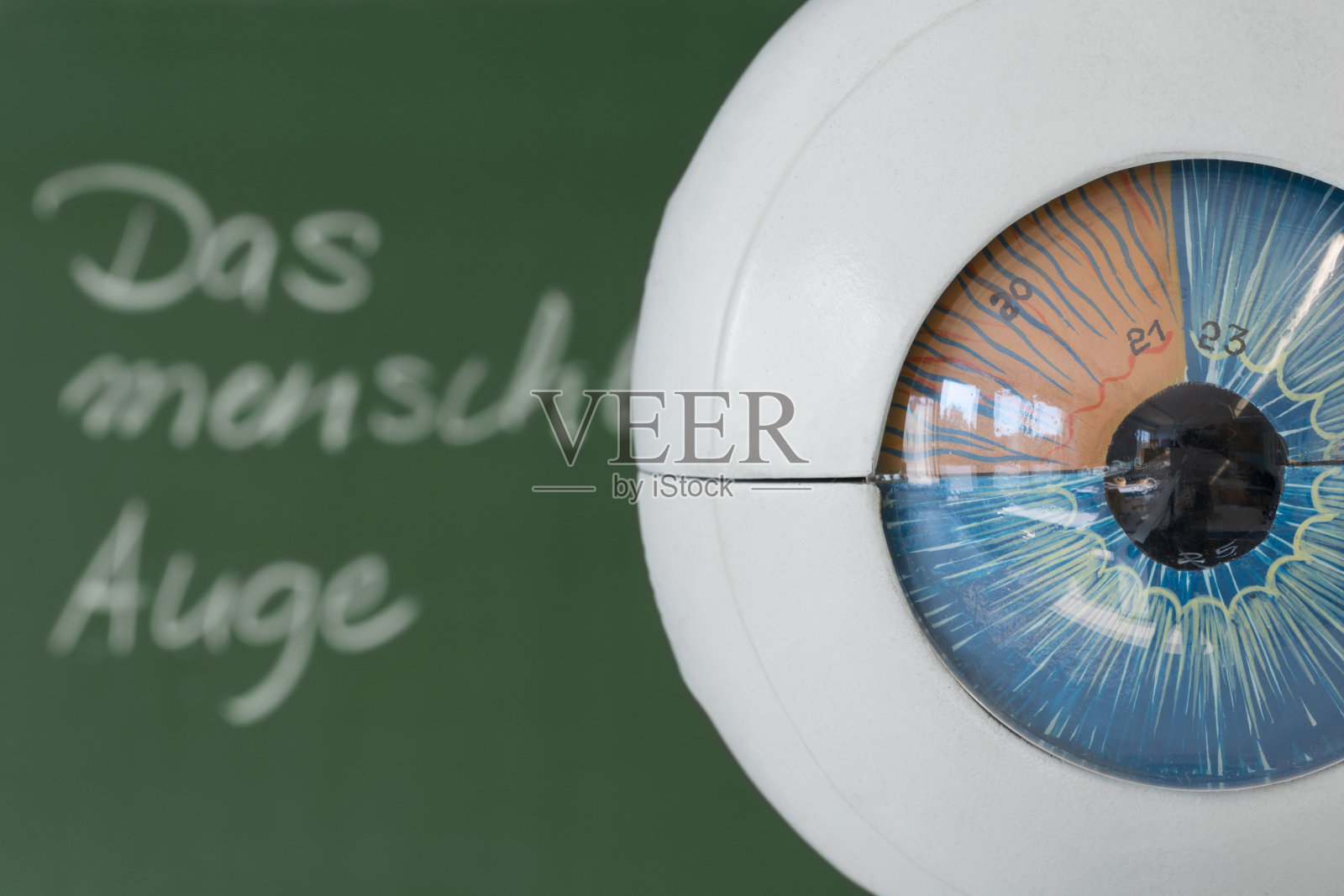 人眼模型,背景为黑板,德文文字“Das menschliche Auge”(“人眼”)。照片摄影图片