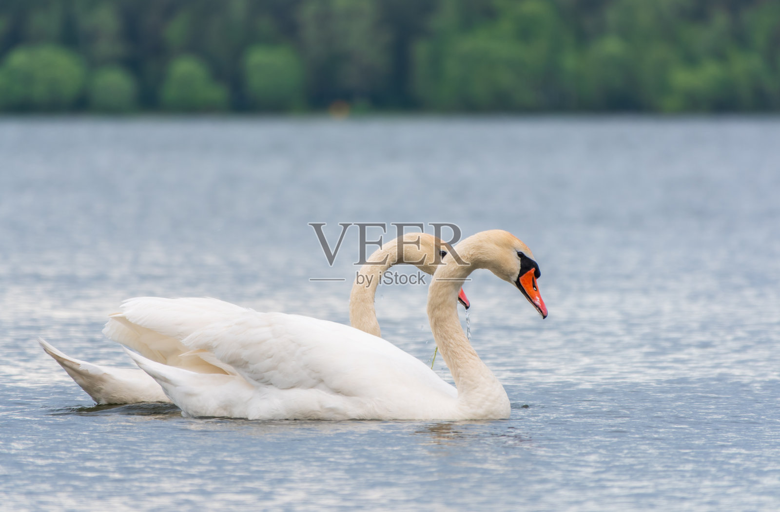 一对白天鹅的博弈。天鹅在大自然的水面上游泳。情人节背景照片摄影图片