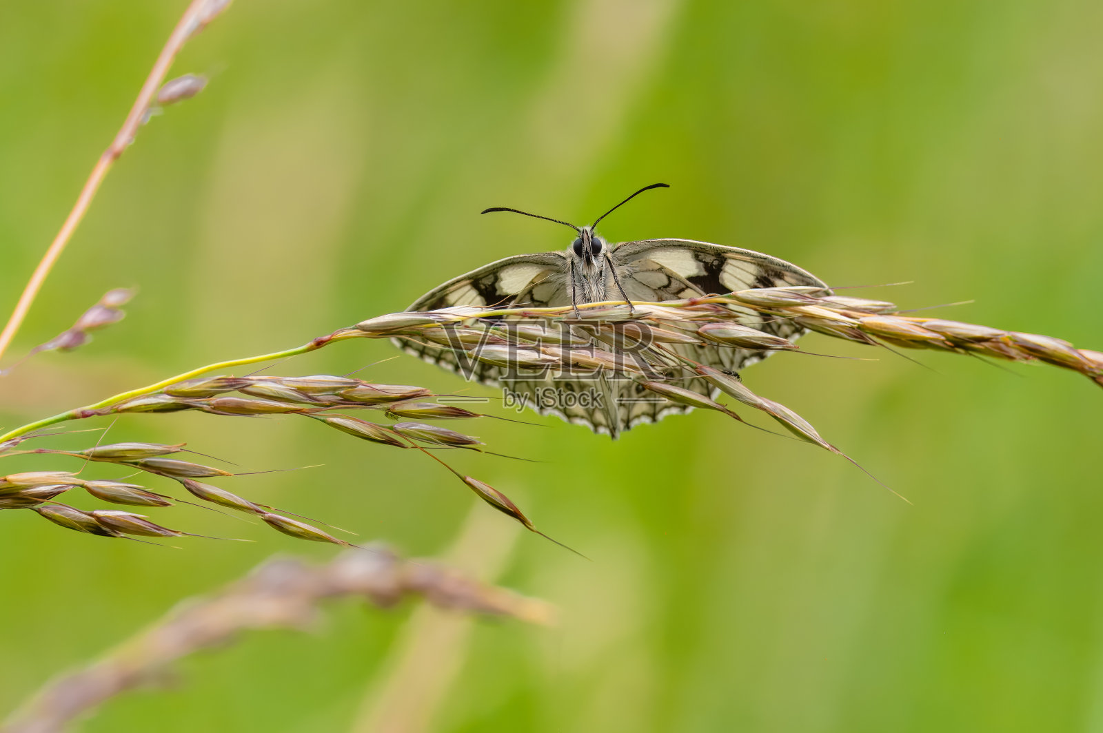 一只棕色的蝴蝶(Melanargia galathea)正贴在一片花草地上的一片草叶上。照片摄影图片