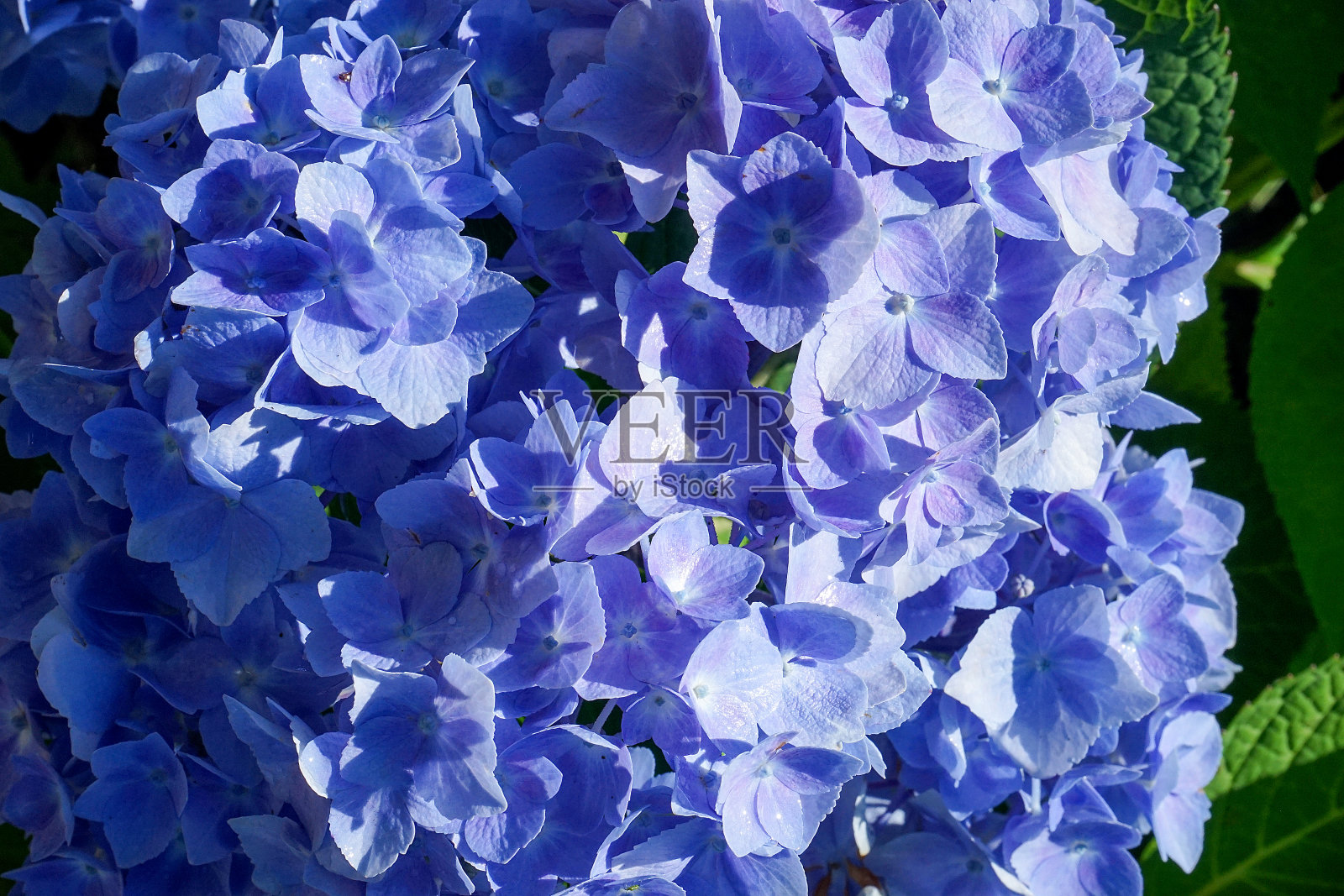 花照片摄影图片