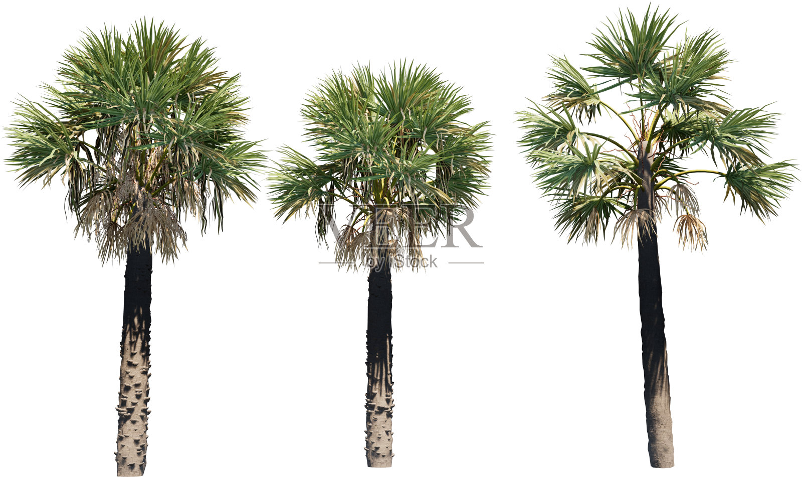 棕榈树孤立在白色,修剪路径照片摄影图片