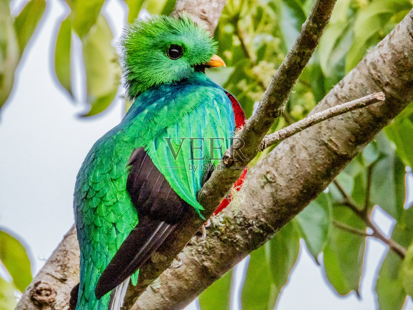 哥斯达黎加的金碧辉煌照片摄影图片