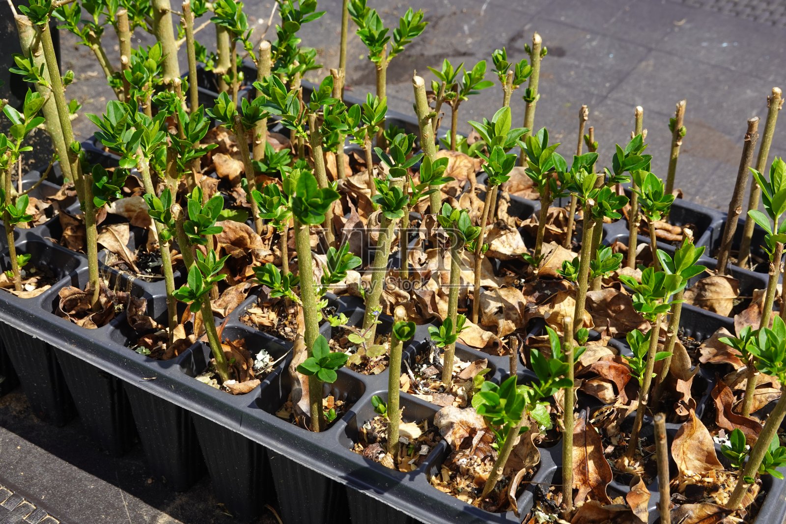 托盘与插枝女贞植物。女贞的枝条长出了新芽和新根。照片摄影图片
