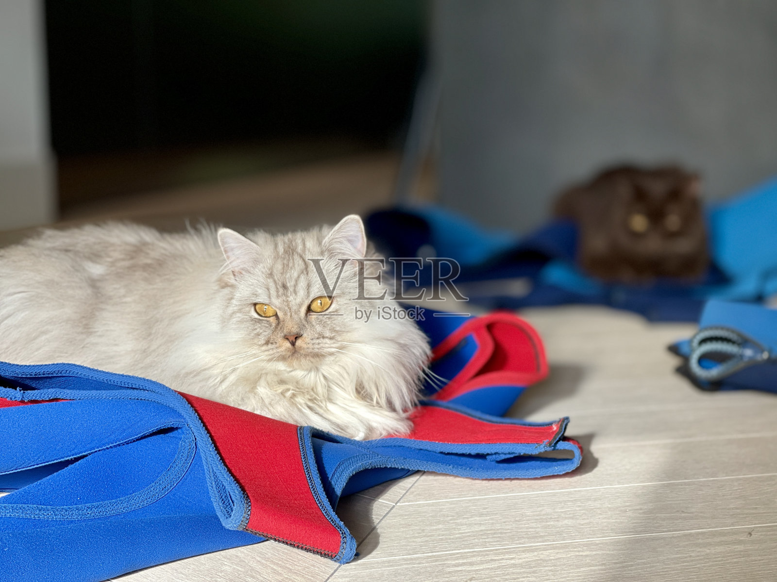 旧冲浪服上的英国长毛猫照片摄影图片