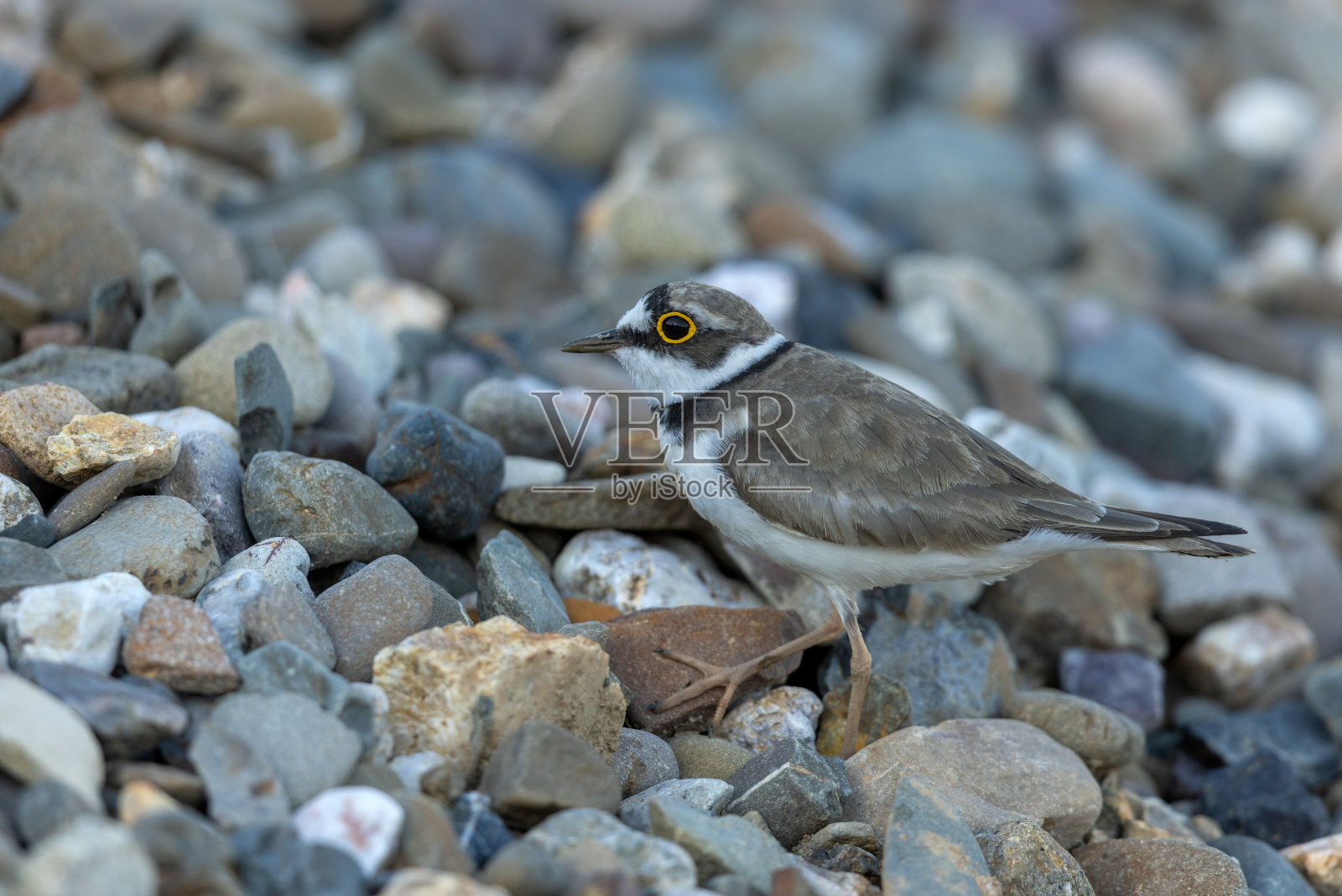 美丽的小环鸻(查拉德里乌斯·杜比乌斯)照片摄影图片