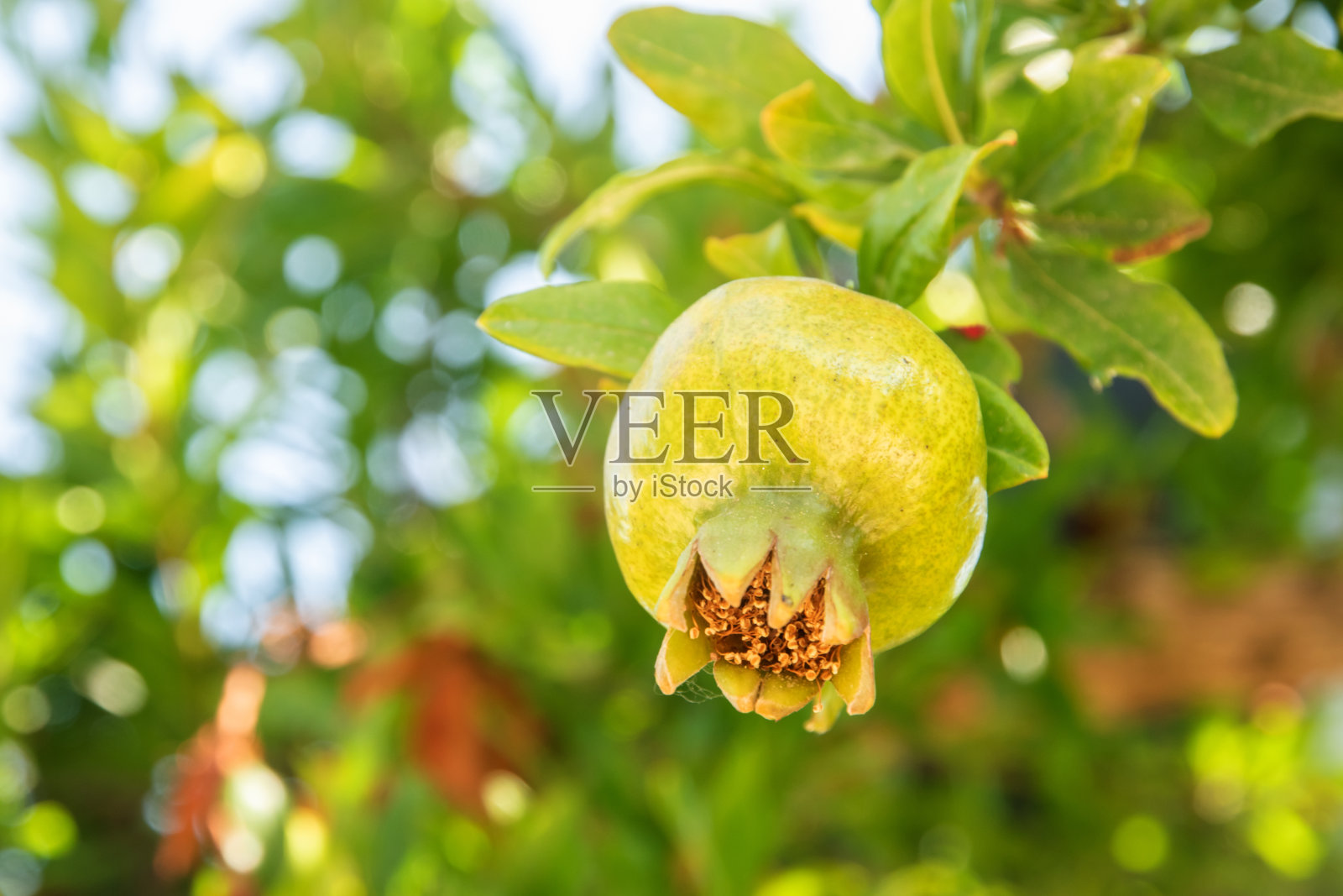 未成熟的石榴果照片摄影图片