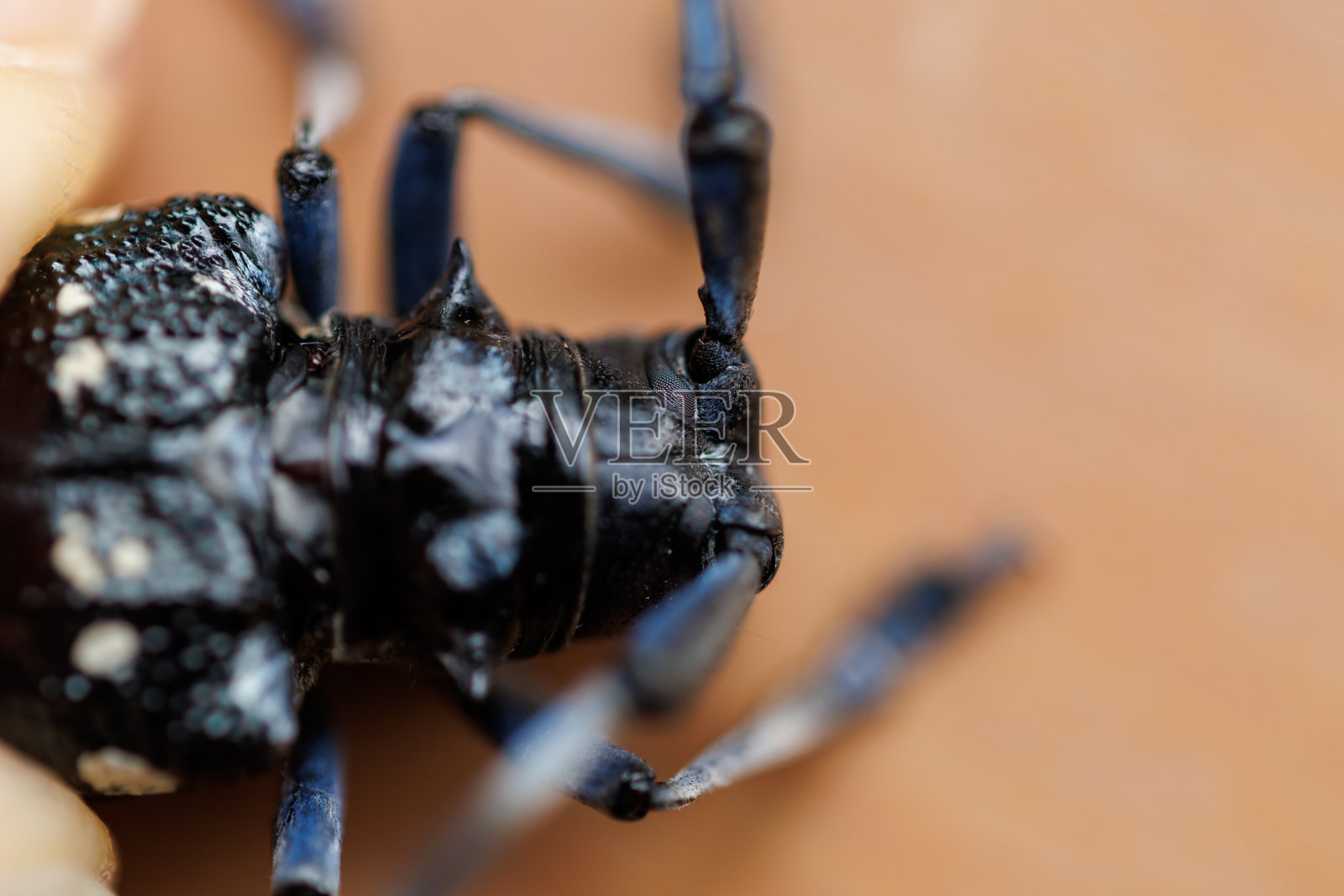 攻击malasiaca照片摄影图片