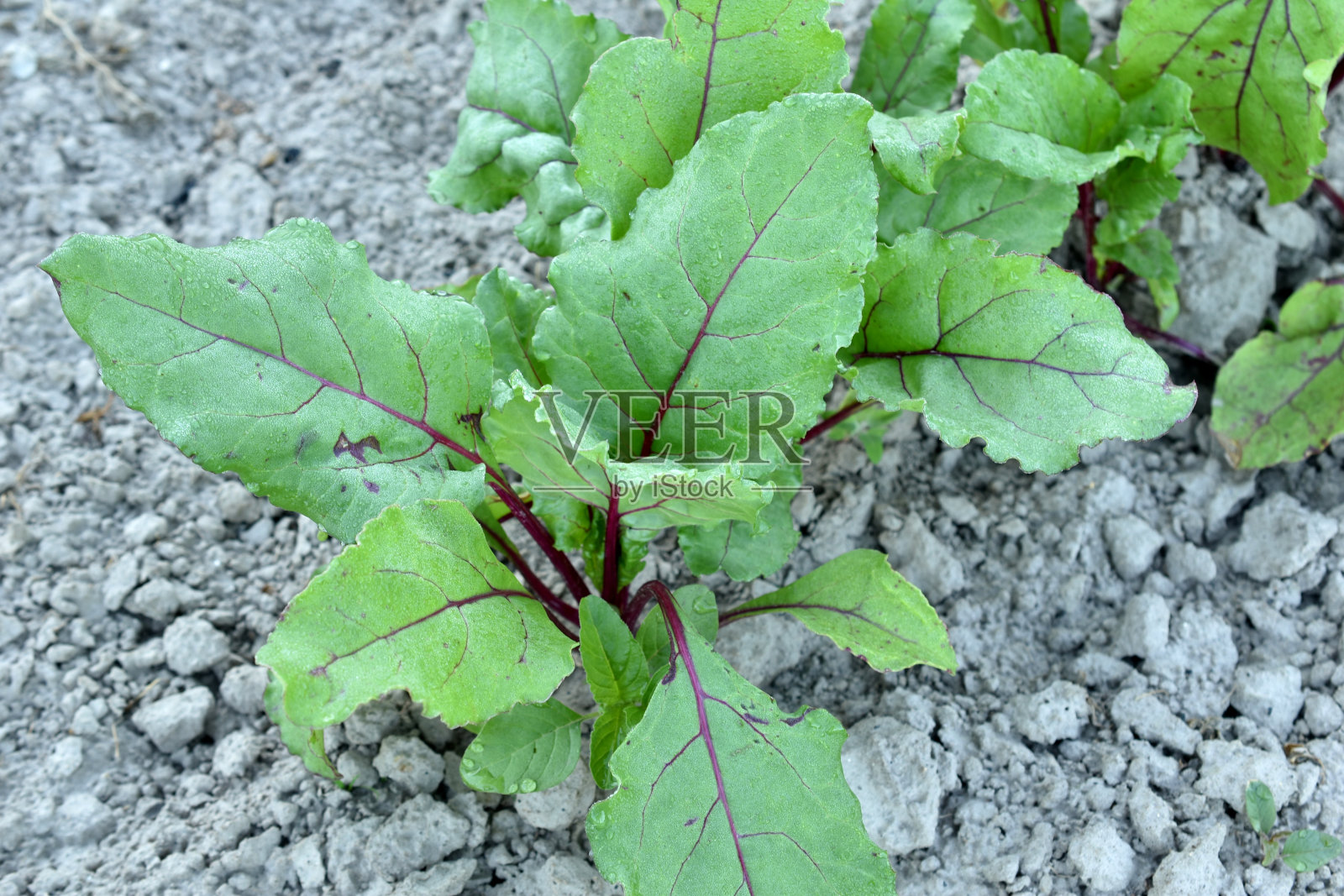 农场。嫩红的甜菜叶生长在菜园的床上照片摄影图片