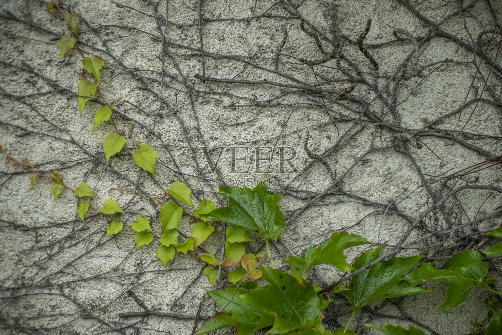 背景特写,弗吉尼亚爬山虎的小叶子和树枝长在灰泥墙上。照片摄影图片
