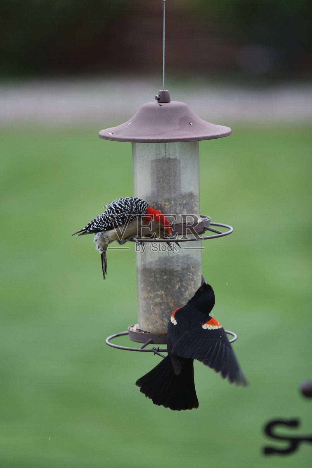 鸟类大喊大叫照片摄影图片