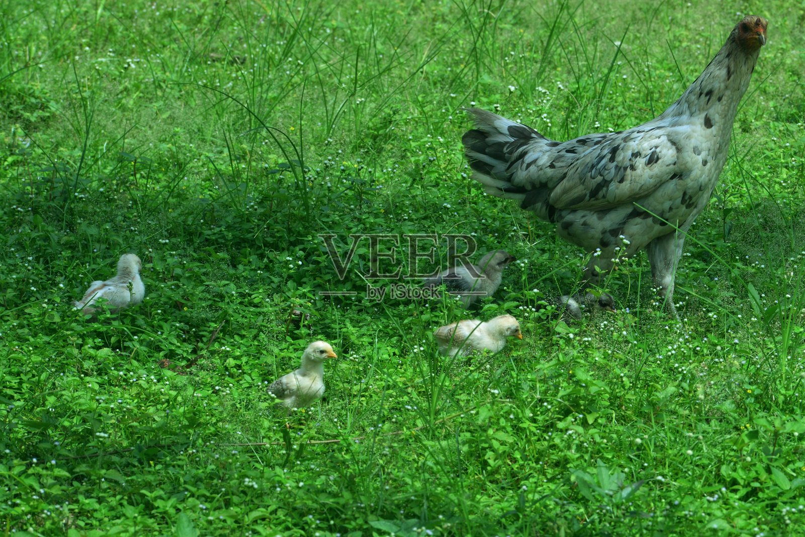 动物和野生动物照片摄影图片