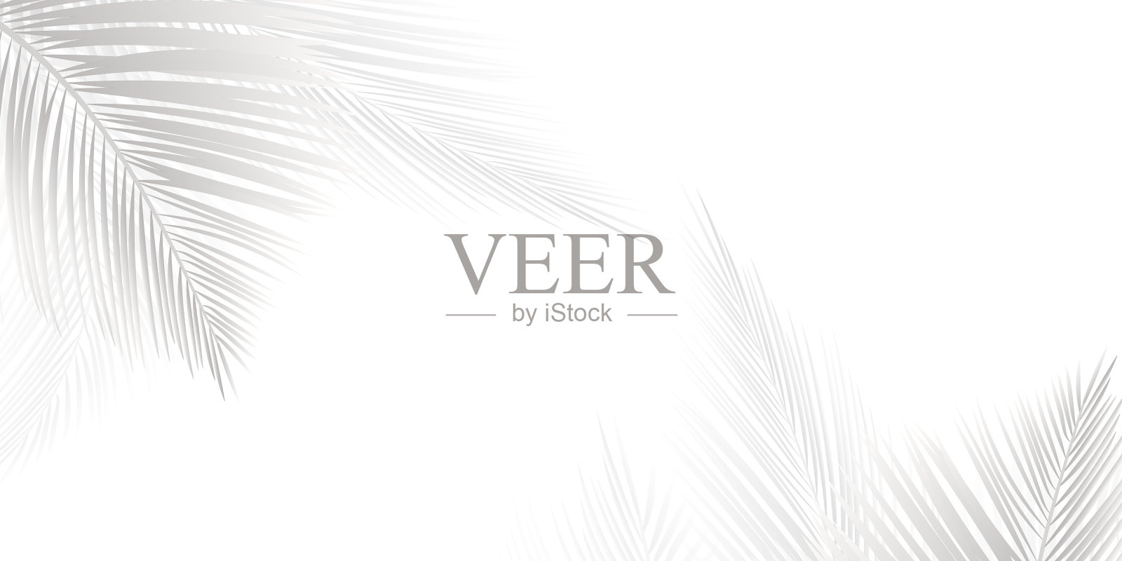 棕榈叶或椰子叶的柔和阴影。插画图片素材