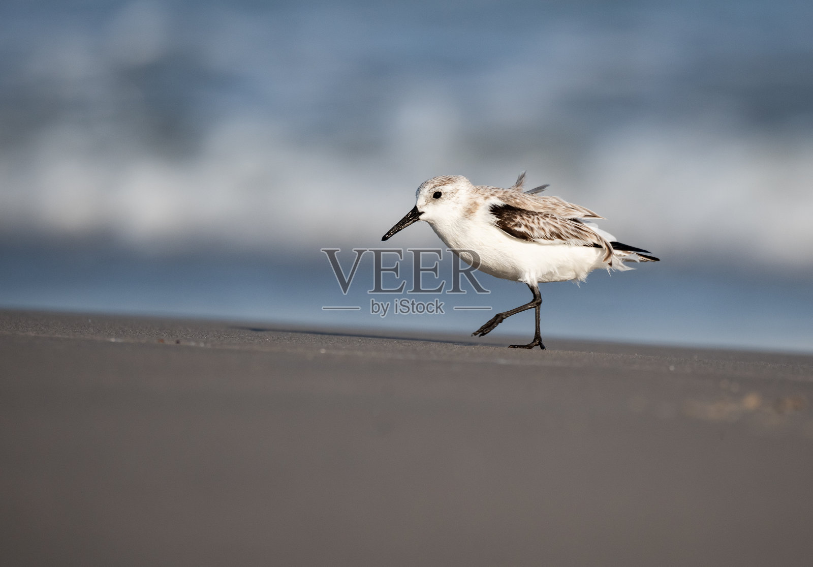 桑德林在德克萨斯州的海滩上照片摄影图片