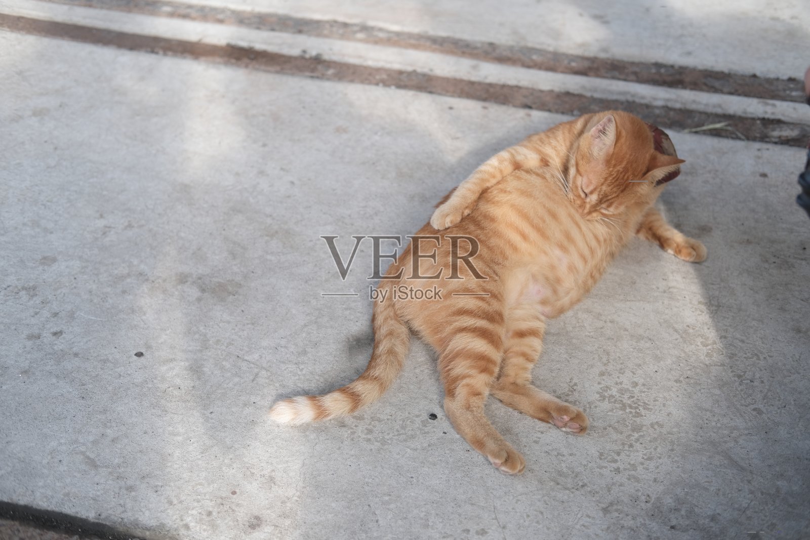 台湾猫村褐背白猫照片摄影图片